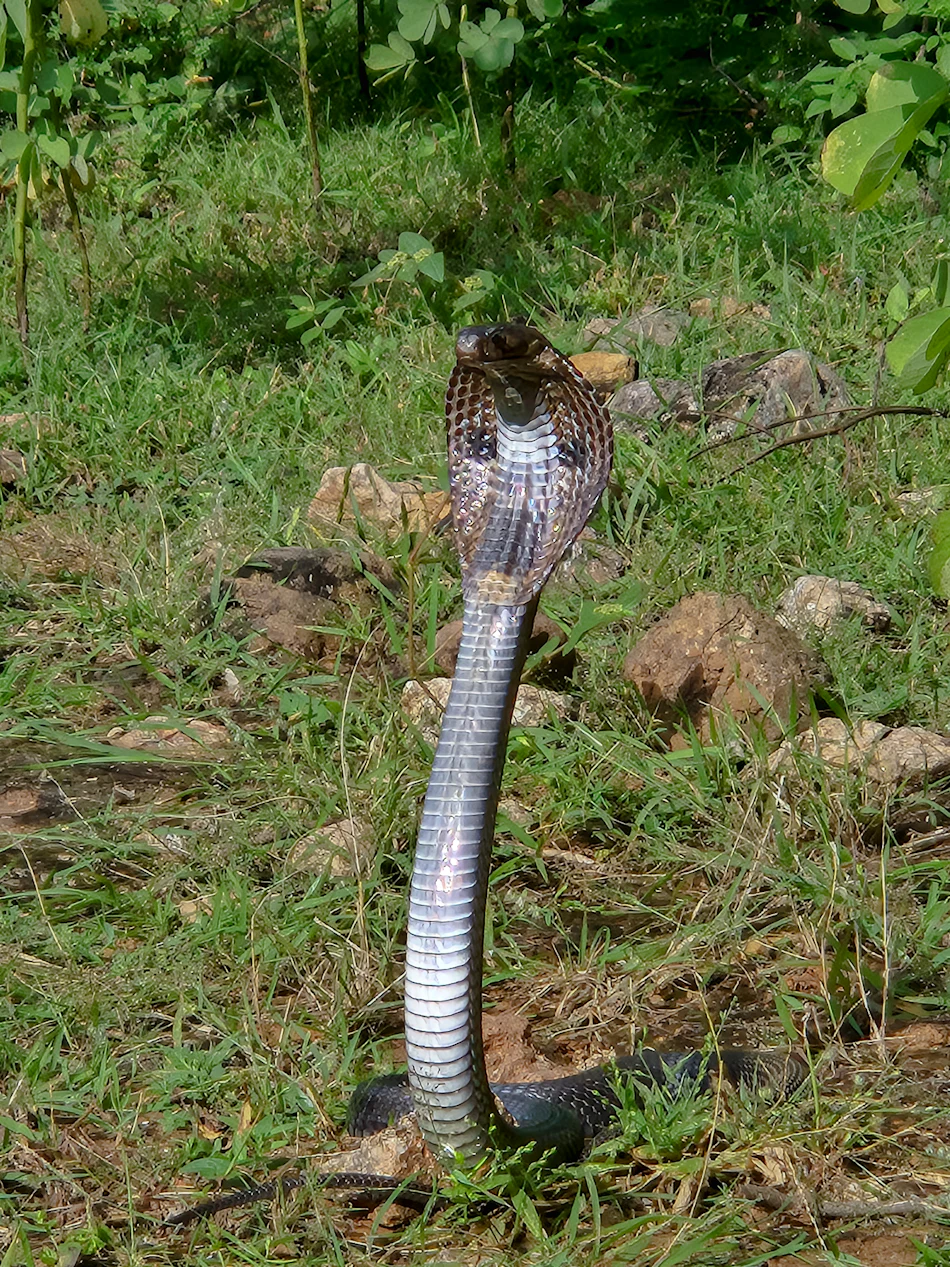 An Indian cobra reared up with its hood extended in the grass